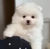 ポメラニアン