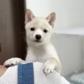 豆柴