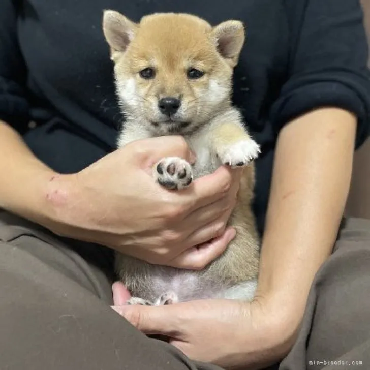 ID：2310-01264の子犬