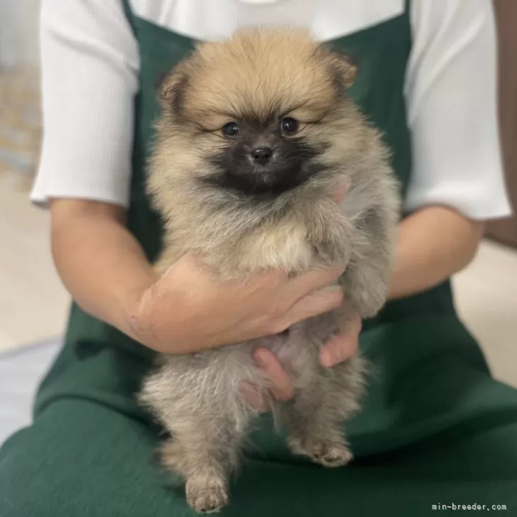ID：2405-06404の子犬