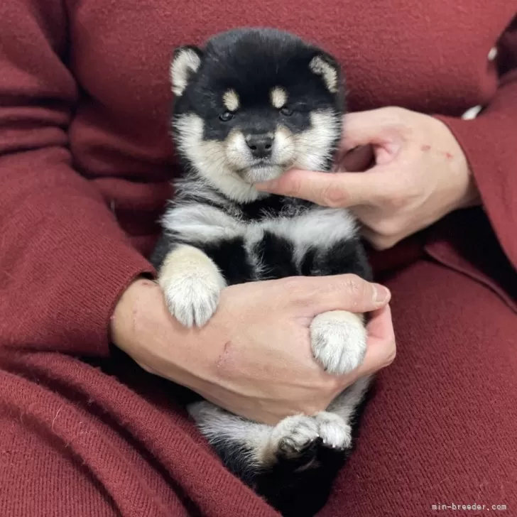 ID：2312-05782の子犬