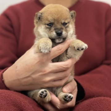 柴犬(豆柴)【香川県・男の子・2023年11月11日・赤】の写真「小ぶりな豆柴くん😊」