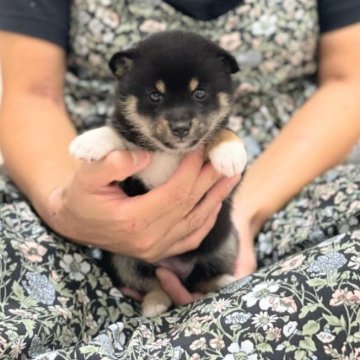 柴犬(豆柴)【香川県・女の子・2023年8月18日・黒】の写真「こぶりな甘えたちゃん🐶」