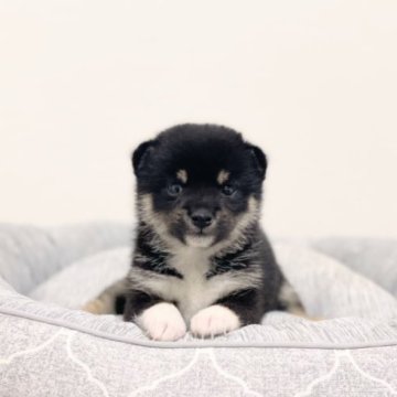 柴犬(豆柴)【香川県・女の子・2023年8月18日・黒】の写真「小ぶりな甘えたちゃん🐶」