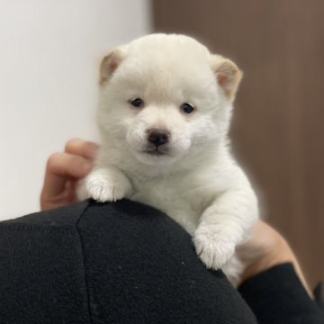 柴犬(豆柴)【香川県・男の子・2023年12月23日・白】の写真「ほんわか雰囲気だけど元気な白豆柴くん☺️」