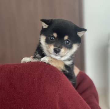 柴犬(豆柴)【香川県・女の子・2023年11月18日・黒】の写真「可愛いお顔で愛嬌抜群🩷」