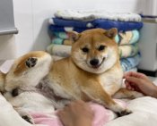 豆柴【・女の子・2020年4月24日・赤】「食べるのか大好きふうちゃん❤️」
