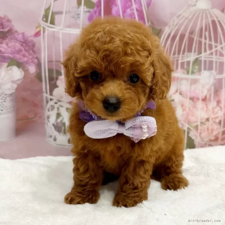 ID：2408-06139の子犬