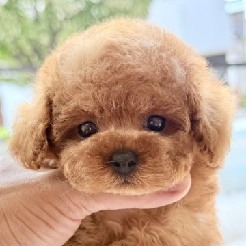 トイプードル(ティーカップ)【愛知県・女の子・2025年7月13日・レッド】の写真「たっぷり愛情込めて育てた子です♪」