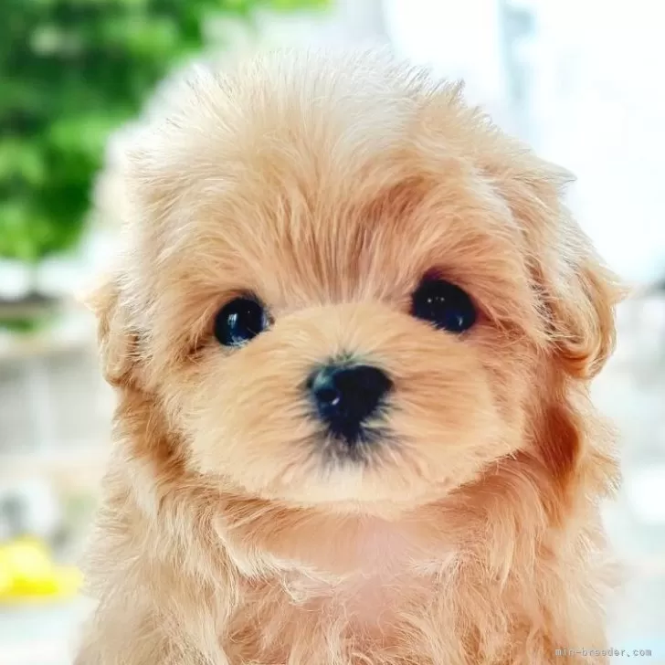 ID:2405-04102の子犬