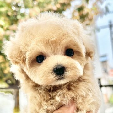 マルプー(マルチーズ×トイプードル)【愛知県・男の子・2024年7月10日・クリーム】の写真「大切に大切に愛情込めてお世話しています♪」