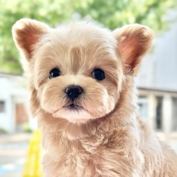 マルプー(マルチーズ×プードル)【愛知県・女の子・2024年6月15日・クリーム】の写真「※複数のお問い合わせの為一時締切いたします」