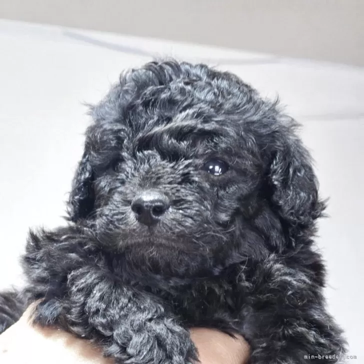 ID：2505-02364の子犬
