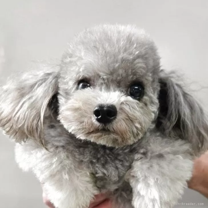ID：2406-03518の子犬