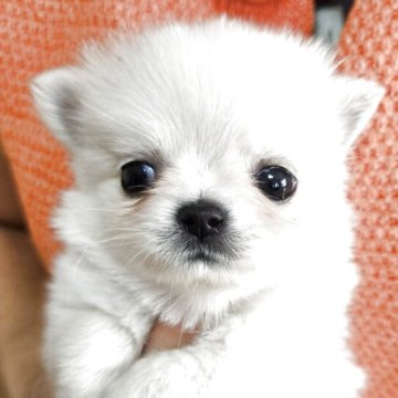 ポメチワ(ポメラニアン×チワワ)【茨城県・女の子・2025年11月3日・クリーム】の写真「ポメチワ女の子 ポメ感強め」
