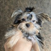 ヨークシャーテリア