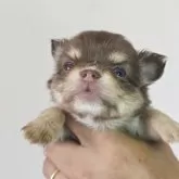 チワワ(ロング)