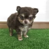 チワワ(ロング)