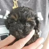 ティーカッププードル