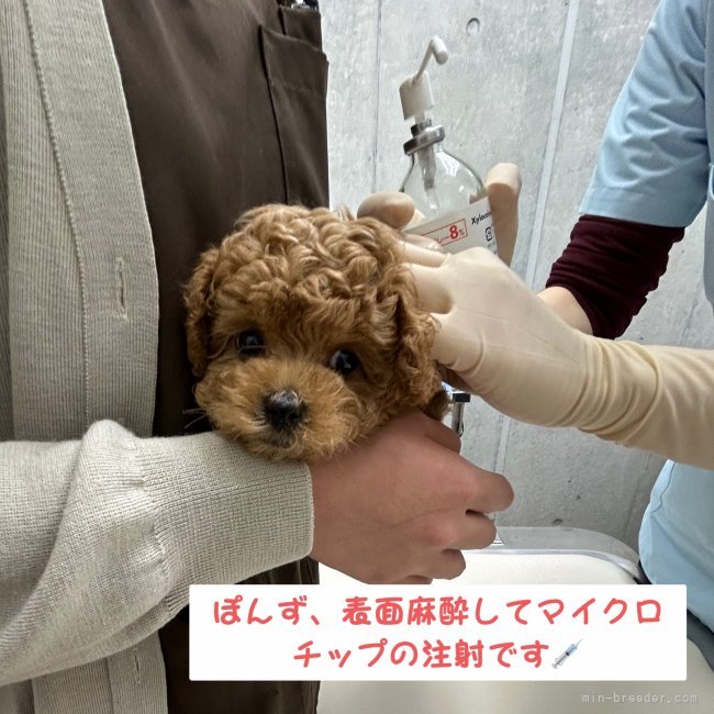 黒木ユリカブリーダーのブログ：ぽんず健康診断へ