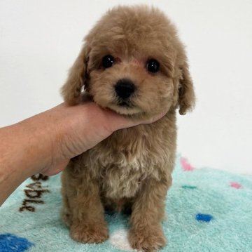 トイプードル(トイ)【宮崎県・男の子・2025年9月10日・ベージュ】の写真「綺麗なカラーがチャームポイント💓」