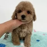 トイプードル(トイ)