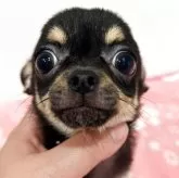 チワワ(スムース)【宮崎県・男の子・2025年3月3日・ブラック&タン】の写真4