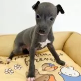 イタリアングレーハウンド【宮崎県・男の子・2025年12月31日・ブルー&ホワイト】の写真8