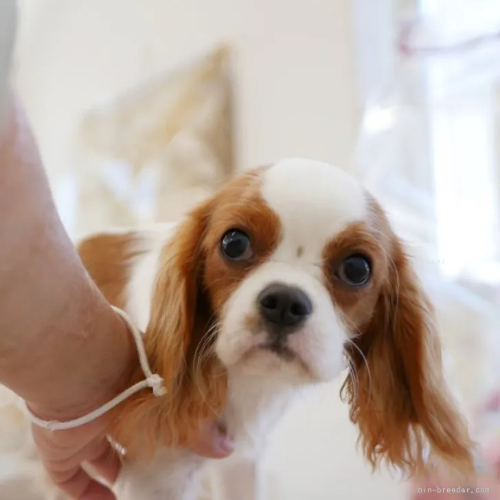 ID:2310-04777の子犬