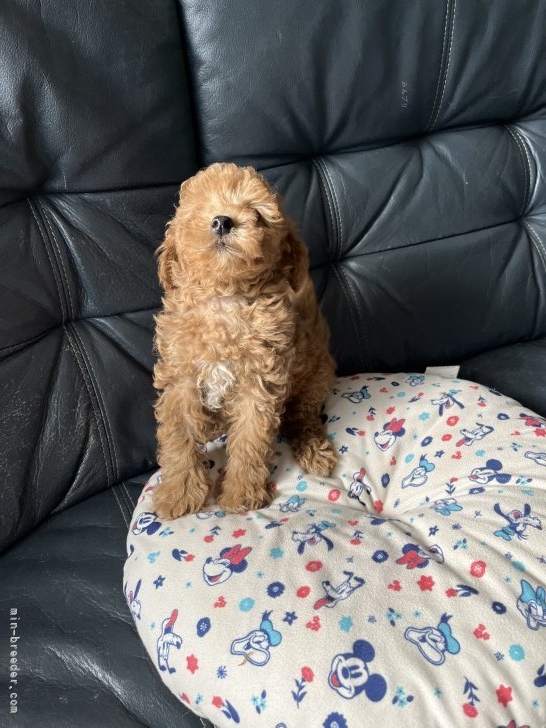 川崎明久ブリーダーのブログ：白い胸の毛がオシャレな、イケワン信君です！