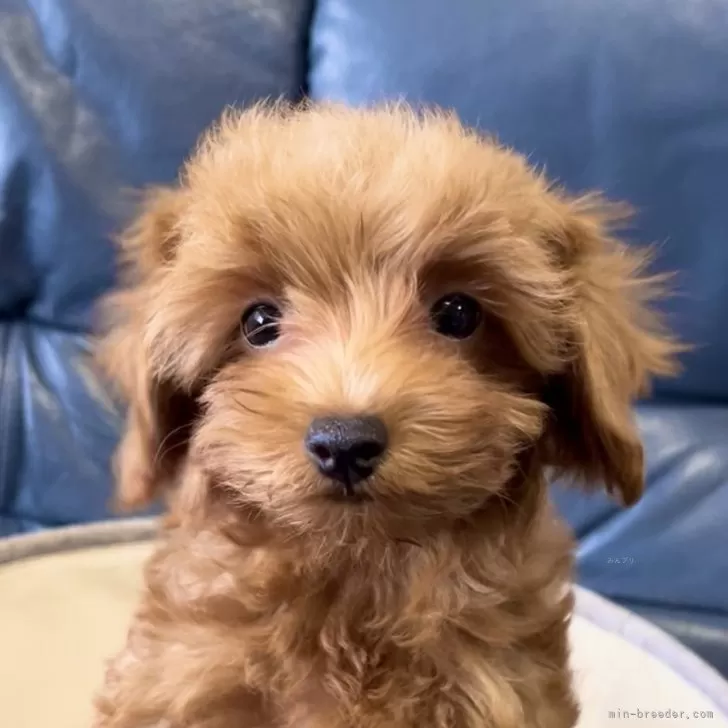 ID:2504-07221の子犬