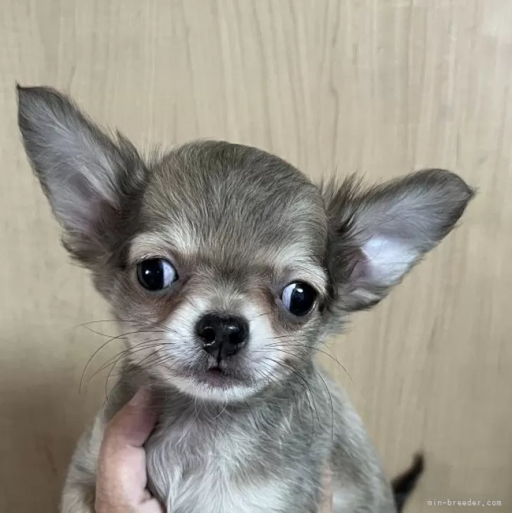 チワワ(ロング)【岡山県・女の子・2025年9月5日・フォーン】の写真1「可愛いです」