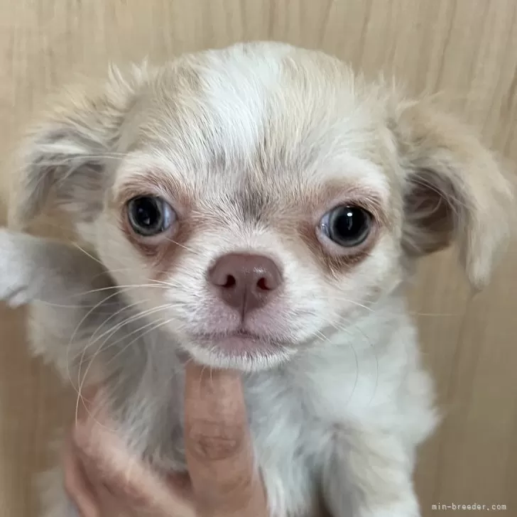 チワワ(ロング)【岡山県・女の子・2025年9月5日・クリームホワイト】の写真1「大人しいです」