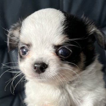 チワワ(ロング)【岡山県・女の子・2025年10月23日・ブラック&ホワイト】の写真「スクスク育ってます！可愛いアキちゃん(^^)」