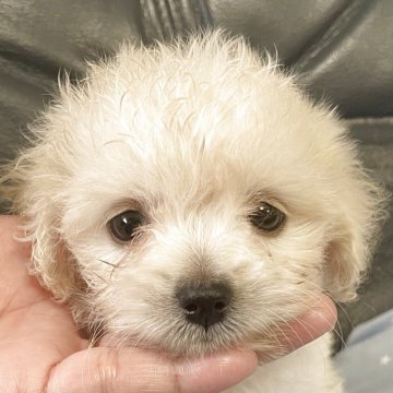 マルプー(トイプードル×マルチーズ)【岡山県・女の子・2025年6月28日・ホワイト】の写真「ホワイトカラーの素敵な、激かわイトちゃん(^^)」