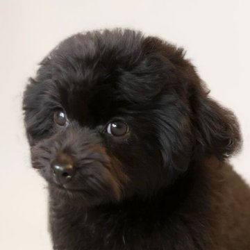 マルプー(トイプードル×マルチーズ)【岡山県・男の子・2025年5月27日・ブラック】の写真「トリミングしました！可愛くなった、わかば君(^^)」