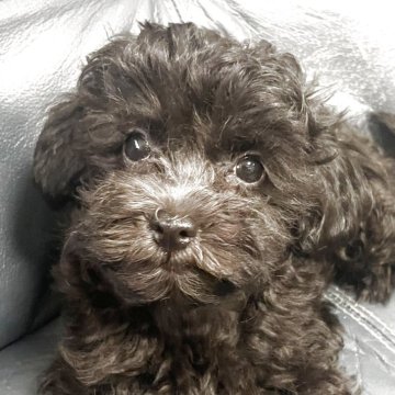 マルプー(トイプードル×マルチーズ)【岡山県・男の子・2025年5月27日・ブラック】の写真「オススメ！飼いやすいマルプーのわかば君！」