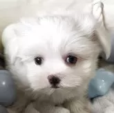 マルチーズ