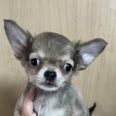 チワワ(ロング)