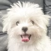 マルチーズ