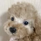 タイニープードル【岡山県・女の子・2025年3月25日・アプリコット】の写真1「クリクリお目目の、お姫様！」