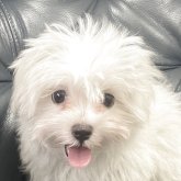 マルチーズ