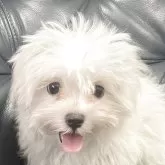 マルチーズ