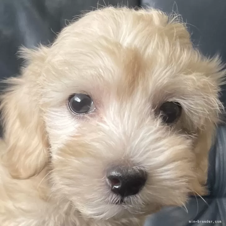 ID：2407-00909の子犬