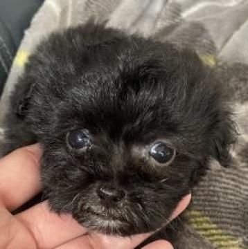 ミックス(プードル✖️マルチーズ)【岡山県・男の子・2022年10月14日・ブラック】の写真「まるでぬいぐるみのプーマル君‼️可愛すぎです💕」