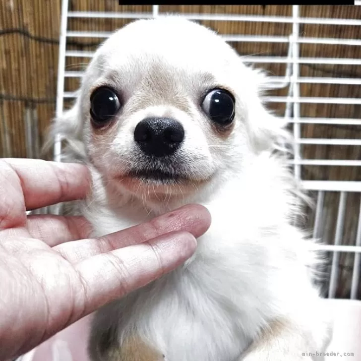 ID：2506-06766の子犬