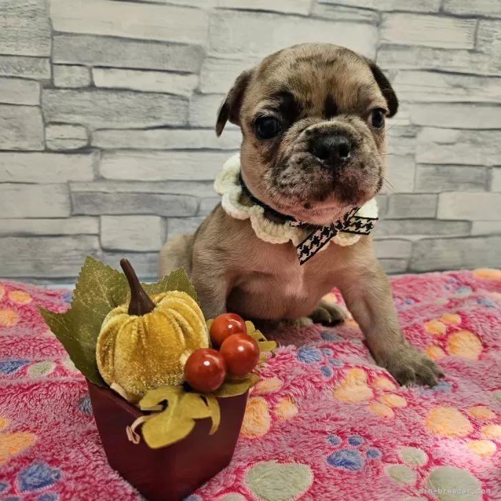 ID:2408-06404の子犬