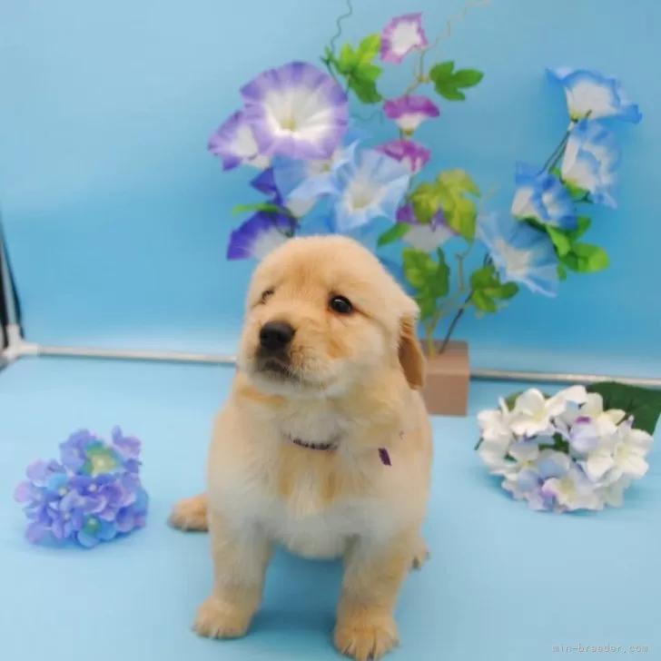 ryu 様のお迎えした子犬