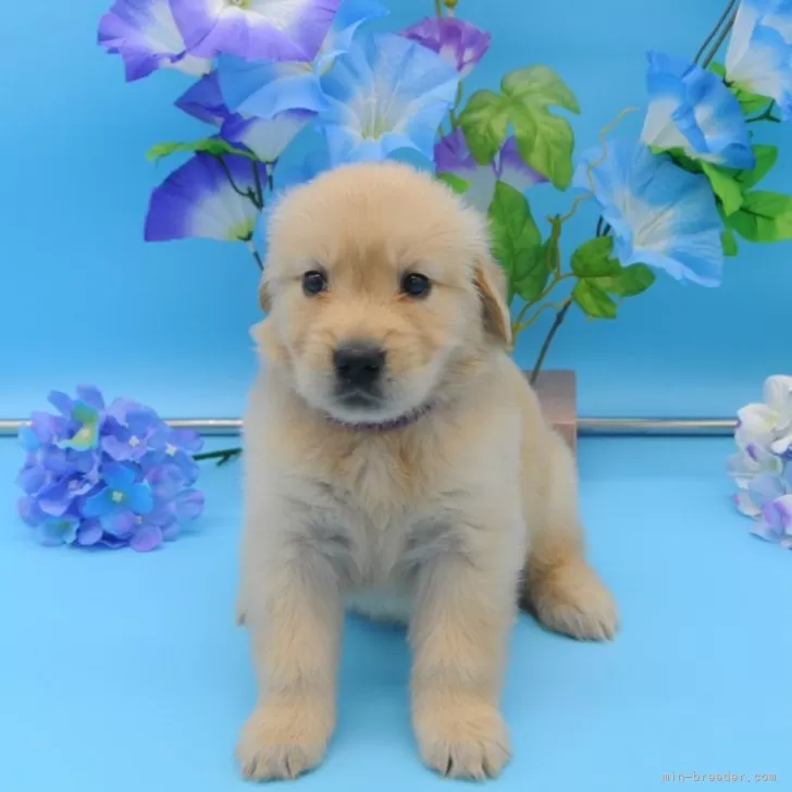 ID:2507-01982の子犬