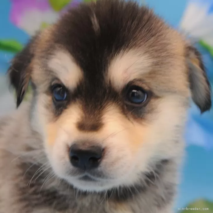 ID:2507-03534の子犬